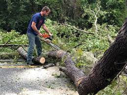 Best Commercial Tree Services  in Ripon, CA