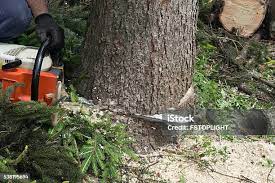Best Tree Risk Assessment  in Ripon, CA