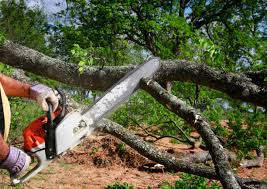 Best Tree Disease Treatment  in Ripon, CA