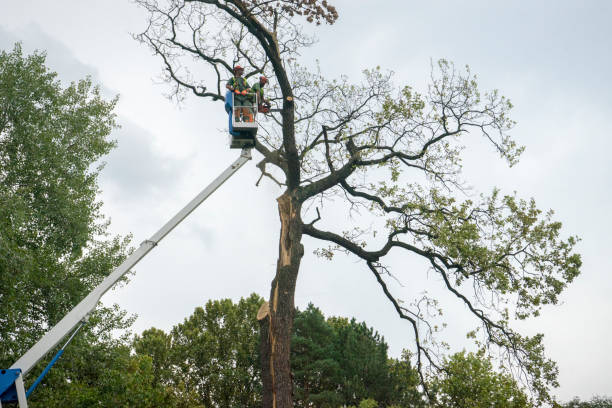 Best Tree Preservation Services  in Ripon, CA