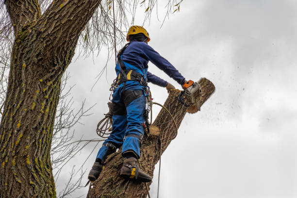 How Our Tree Care Process Works  in  Ripon, CA
