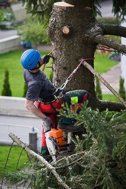 Best Utility Line Clearance  in Ripon, CA