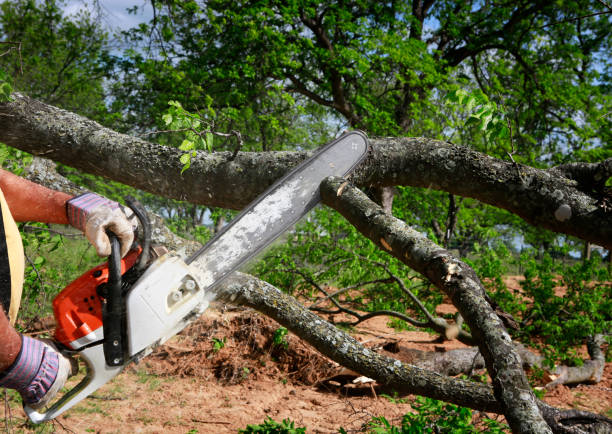 Trusted Ripon, CA Tree Removal Experts